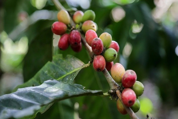 Cumbre Cafetera abordará la crítica situación del café en Colombia