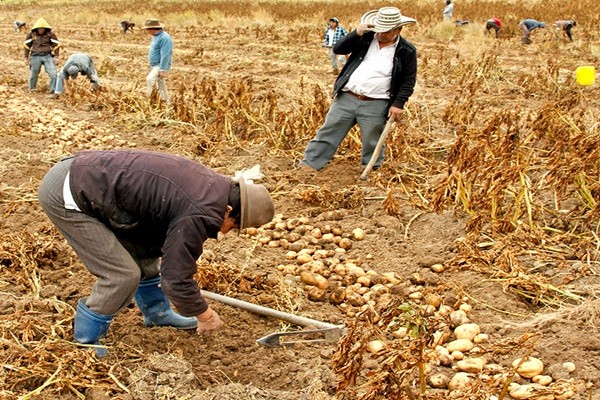 El clima será decisivo para el sector agrícola