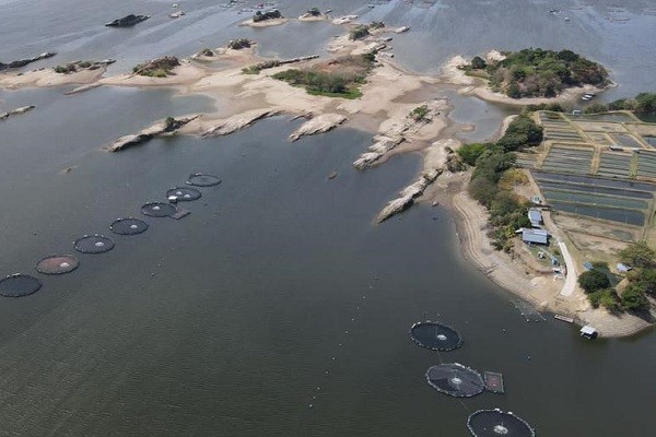 En riesgo producción piscícola del Huila