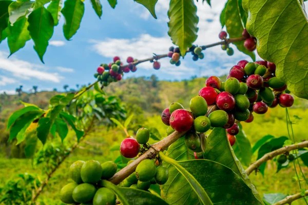 Es una realidad la activación del Fondo de Estabilización de precios del café