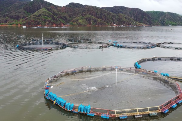 Producción piscícola de Betania no está en riesgo