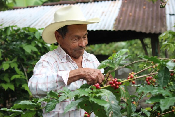Café laboyano será consumido a gran altura