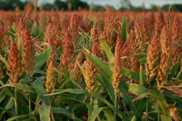 Plazo para siembra de cultivos de maíz y sorgo vencerá este sábado 20 de abril