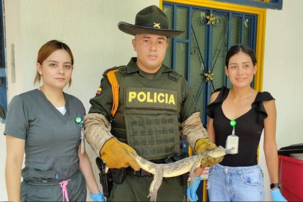 Cuatro especímenes silvestres fueron aprehendidos en Neiva