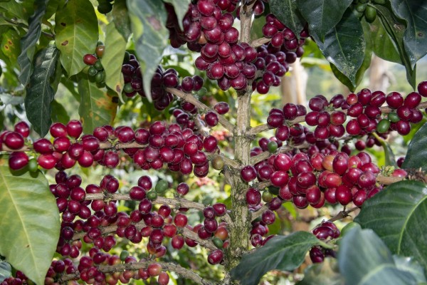 Suman esfuerzos para fortalecer la caficultura del Huila