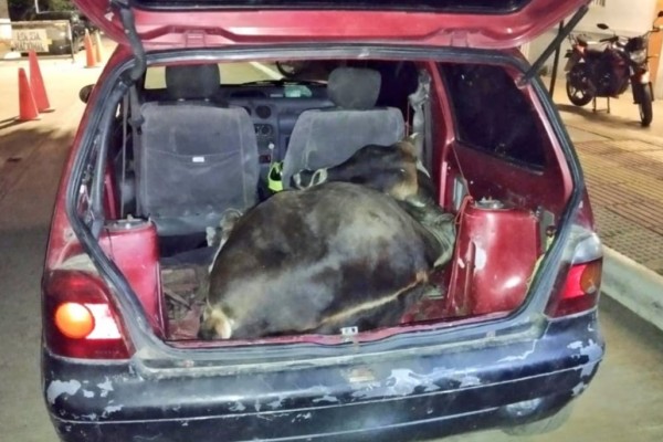 Delincuentes a bordo de un carro hurtaron un novillo en Baraya