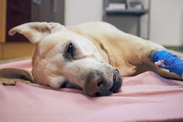 Sujeto le disparó a un perro en Pitalito
