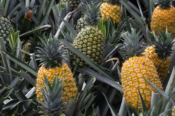 $100.000 millones para impulsar el desarrollo del sector rural