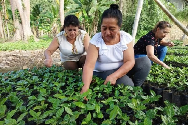 Familias del Huila, víctimas del conflicto cuentan con convocatoria cafetera
