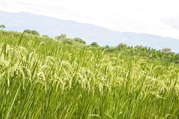 El Huila ya tiene comité de Desarrollo Rural y Reforma Agraria