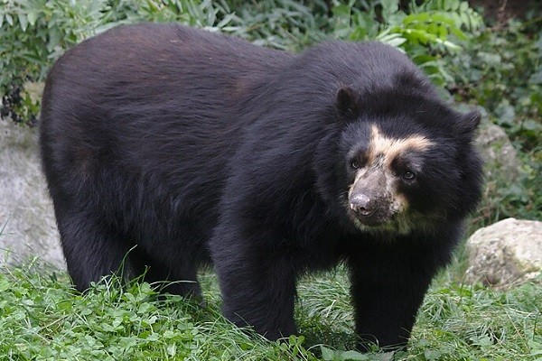 Vuelve el Festival Nacional de Oso Andino y Danta de Montaña