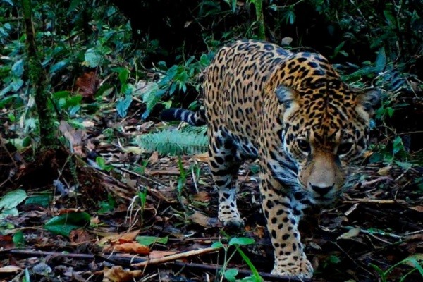 La CAM será la representación del Huila en la COP16