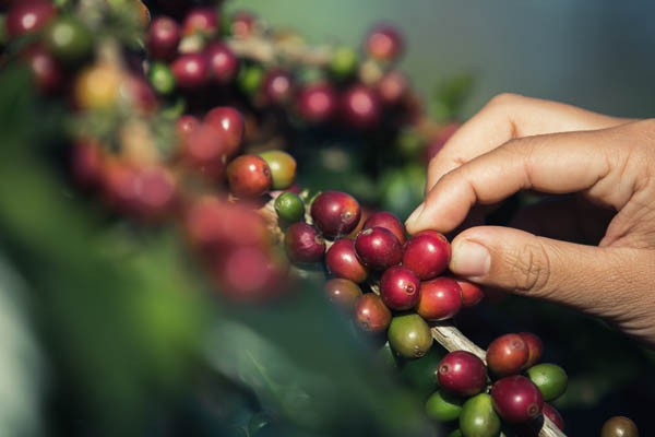 Más tecnología y valor agregado: $90.000 millones para el campo huilense