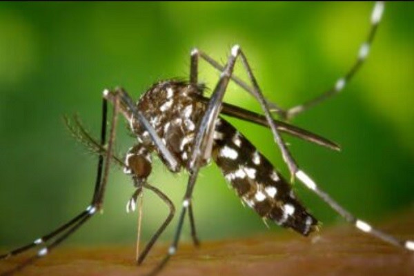 Declarada emergencia en el Huila por brote de dengue