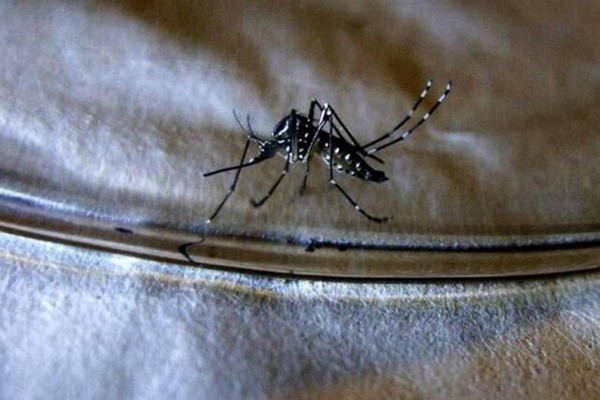 Preocupación en el Huila por aumento de casos de dengue y muertes confirmadas
